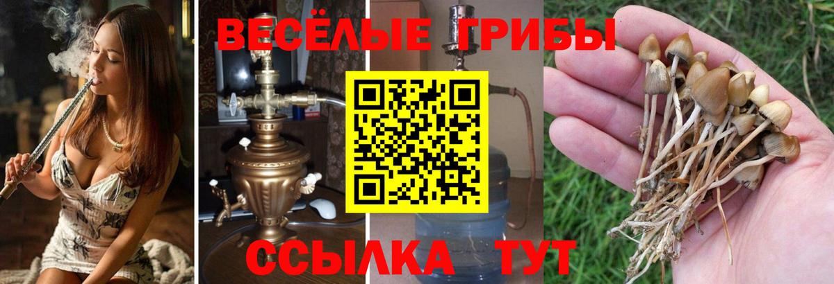 Псилоцибиновые грибы Cubensis Саяногорск
